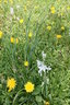 gal/pyrkomania - 1-4.05.08/_thb_small-IMG_2922.JPG